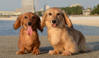 レインボーシャワーのポリシー