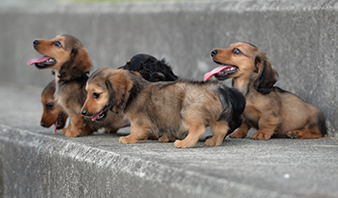 レインボーシャワーのポリシー