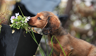 レインボーシャワーのポリシー